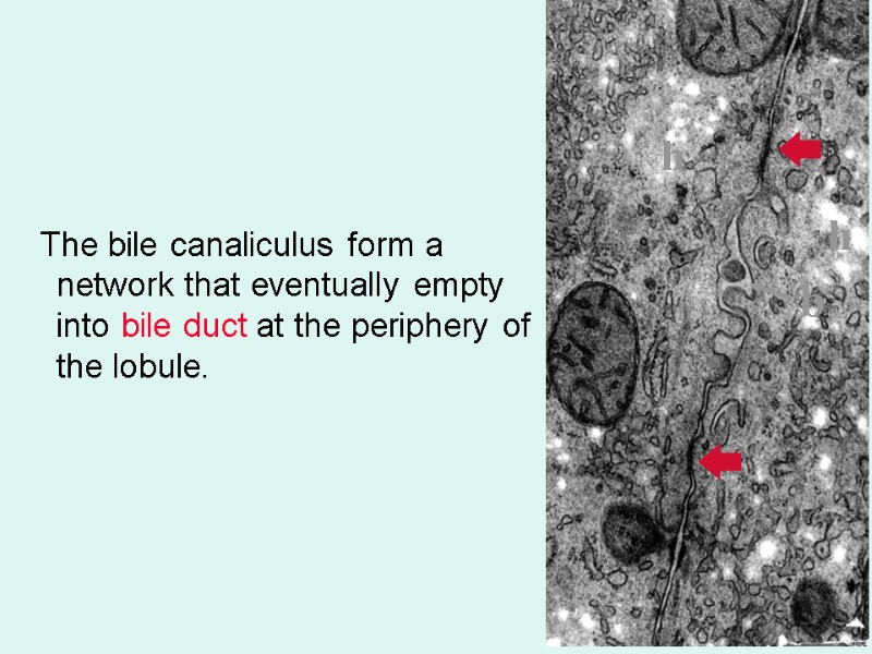 The bile canaliculus form a network that eventually empty into bile duct at the
